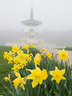 Peace Pagoda