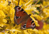 Peacock Butterfly