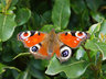 Peacock Butterfly