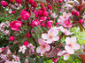 PinkCherryBlossom G158_4038