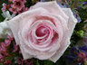 Pink Rose