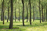 PoplarTrees D810_008_0325