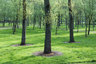 Poplar Trees