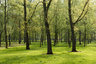 Poplar Trees