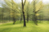 Poplar Trees