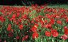 Poppies 333_15