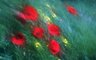 Poppies 449_34