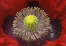 Poppy 030_0498