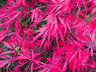 Purple Acer