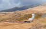 Steam Train Rhyd Ddu