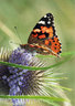 Red Admiral