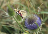 Red Admiral