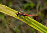 Red Darter