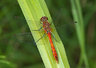 Red Darter