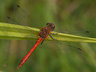 Red Darter