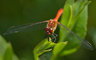 Red Darter