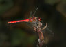 Red Darter