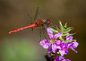 Red Darter