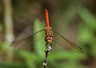 Red Darter