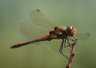 Red Darter