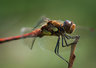 Red Darter