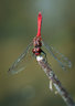 Red Darter