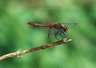 Red Darter