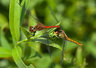 Red Darter