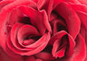 RedRose 088_0849