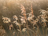 Reeds G147_3620