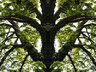 Reflected Tree