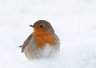 Robin