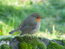 Robin 118_0526