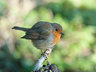 Robin 118_0530