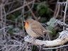 Robin 119_0012