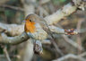 Robin 121_0139