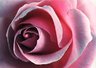 Rose 133_34