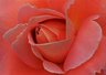 Rose 149_20