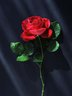 Rose 358_14
