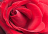 Rose 102_0127