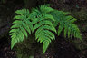 Ferns_D810_012_1349