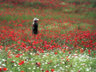 Girl in a Poppy field 352_18