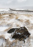 Snow and Grasses