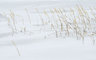 Snow And Grasses 0532