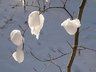 Snow Drops G051_1357