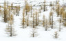 SnowTrees 0603