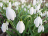 Snowdrops G009_0469