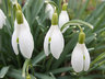 Snowdrops