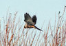 Sparrow Hawk