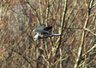 SparrowHawk 0469_12